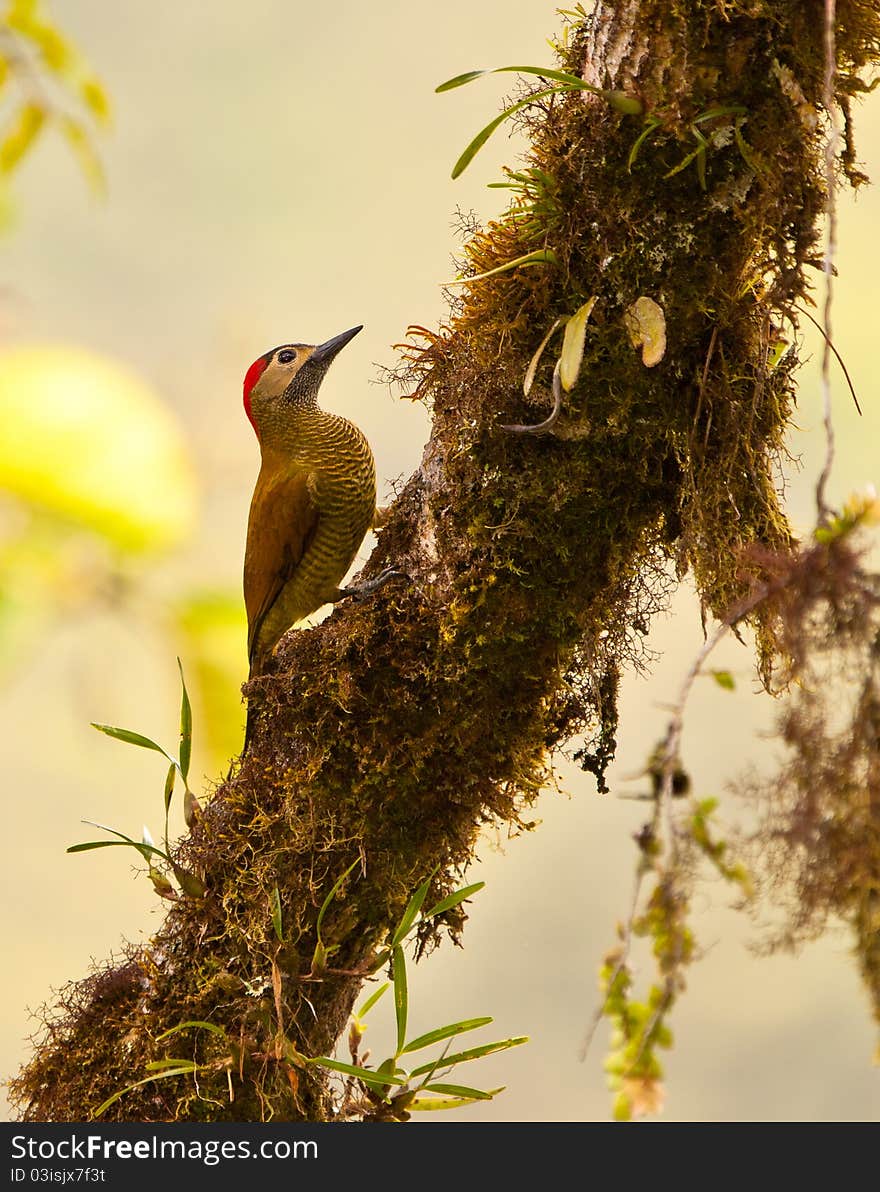 A Golden-Olive Woodpecker (Colaptes rubiginosus) climbs on the trunk of a tree completely covered with epiphytes and mosses.