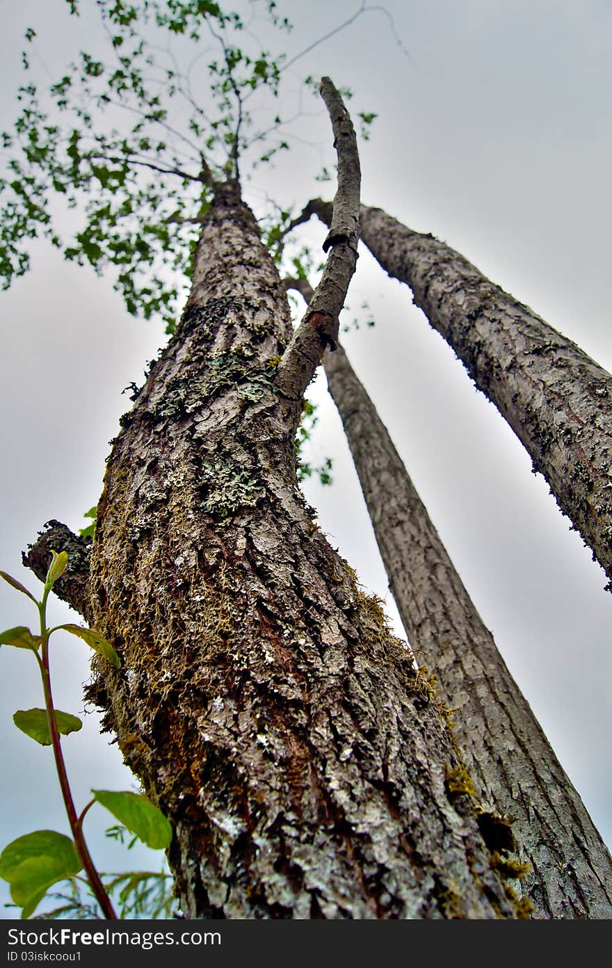 Tree with a bend shape facing towards the sky. Tree with a bend shape facing towards the sky.