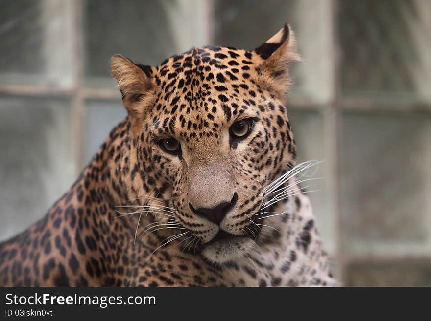 The detail of upper body of Sri lankan leapard. The detail of upper body of Sri lankan leapard.