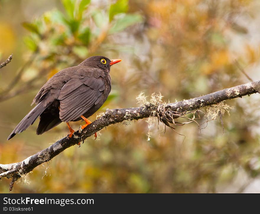 Great Thrush on a twig