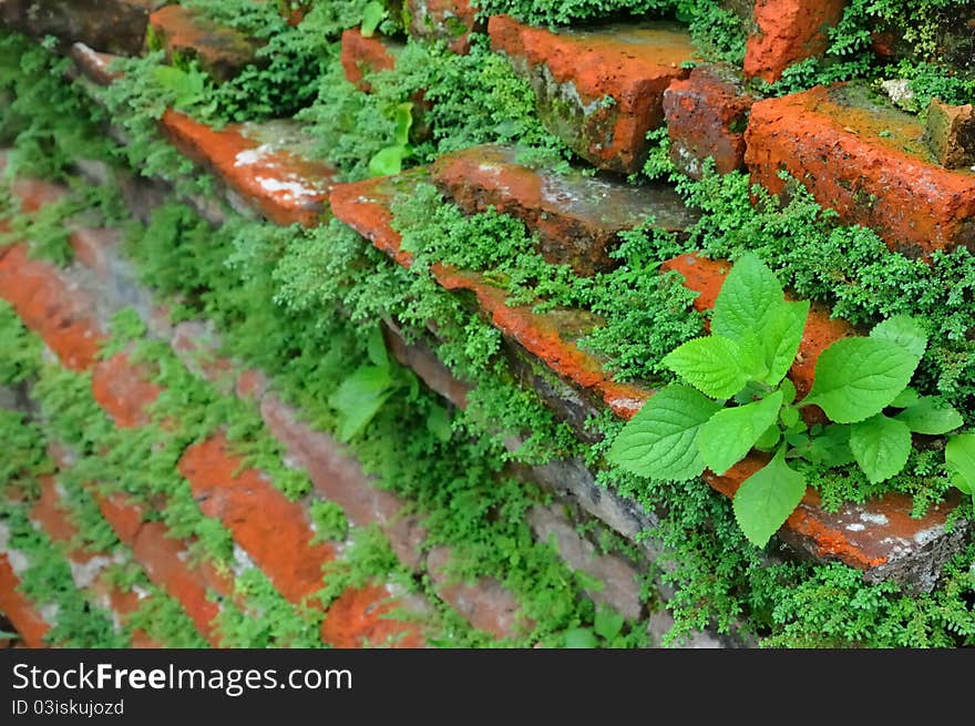 Young Plants In Old Brick Wall