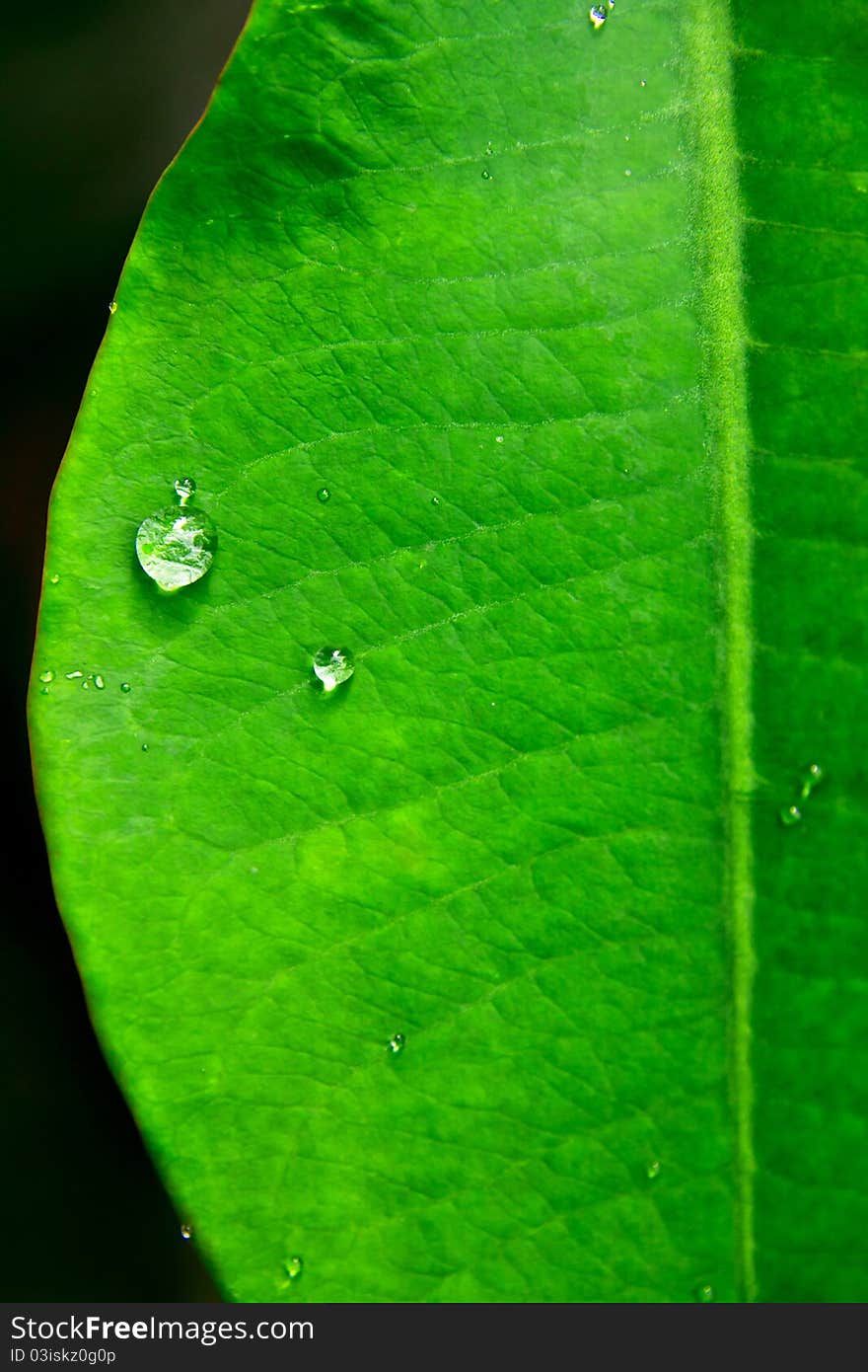 Water Drop On Green Leaf