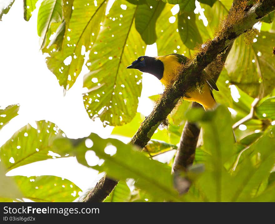 The Green Jay (Cyanocorax yncas) is a beautiful and exotic bird of the peruvian jungle. The Green Jay (Cyanocorax yncas) is a beautiful and exotic bird of the peruvian jungle.