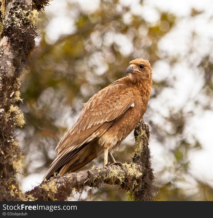 A Juvenile Mountain Caracara