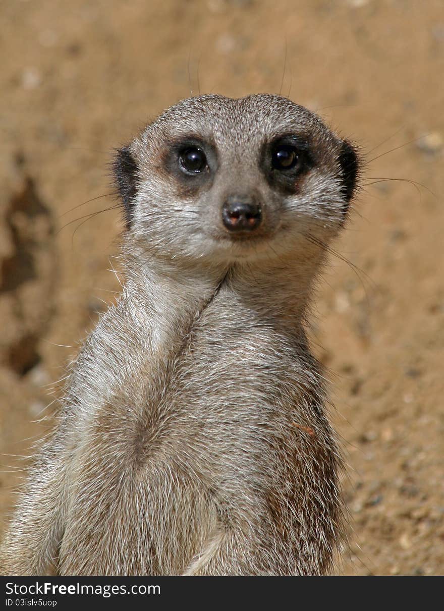 Meerkat 12