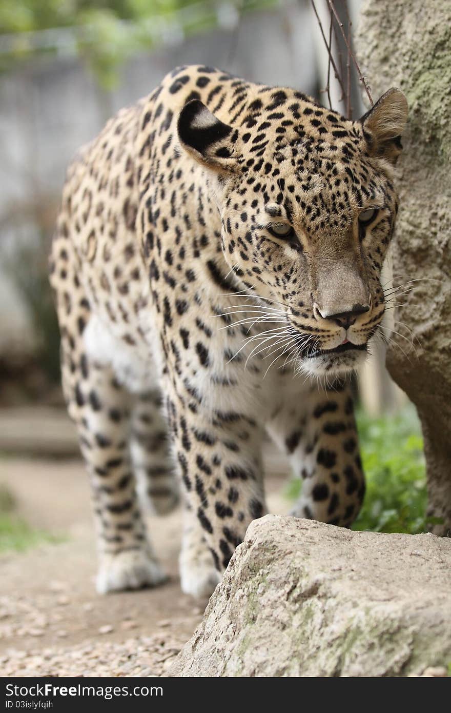 The approaching persian leopard (Panthera pardus ciscaucasica)