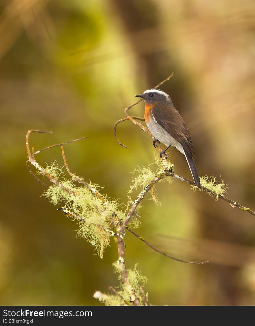 This Rufous-breasted Chat-Tyrant (Ochthoeca rufipectoralis) sits on a branch covered with the typical lichen of it´s native moist cloud forest. This Rufous-breasted Chat-Tyrant (Ochthoeca rufipectoralis) sits on a branch covered with the typical lichen of it´s native moist cloud forest.