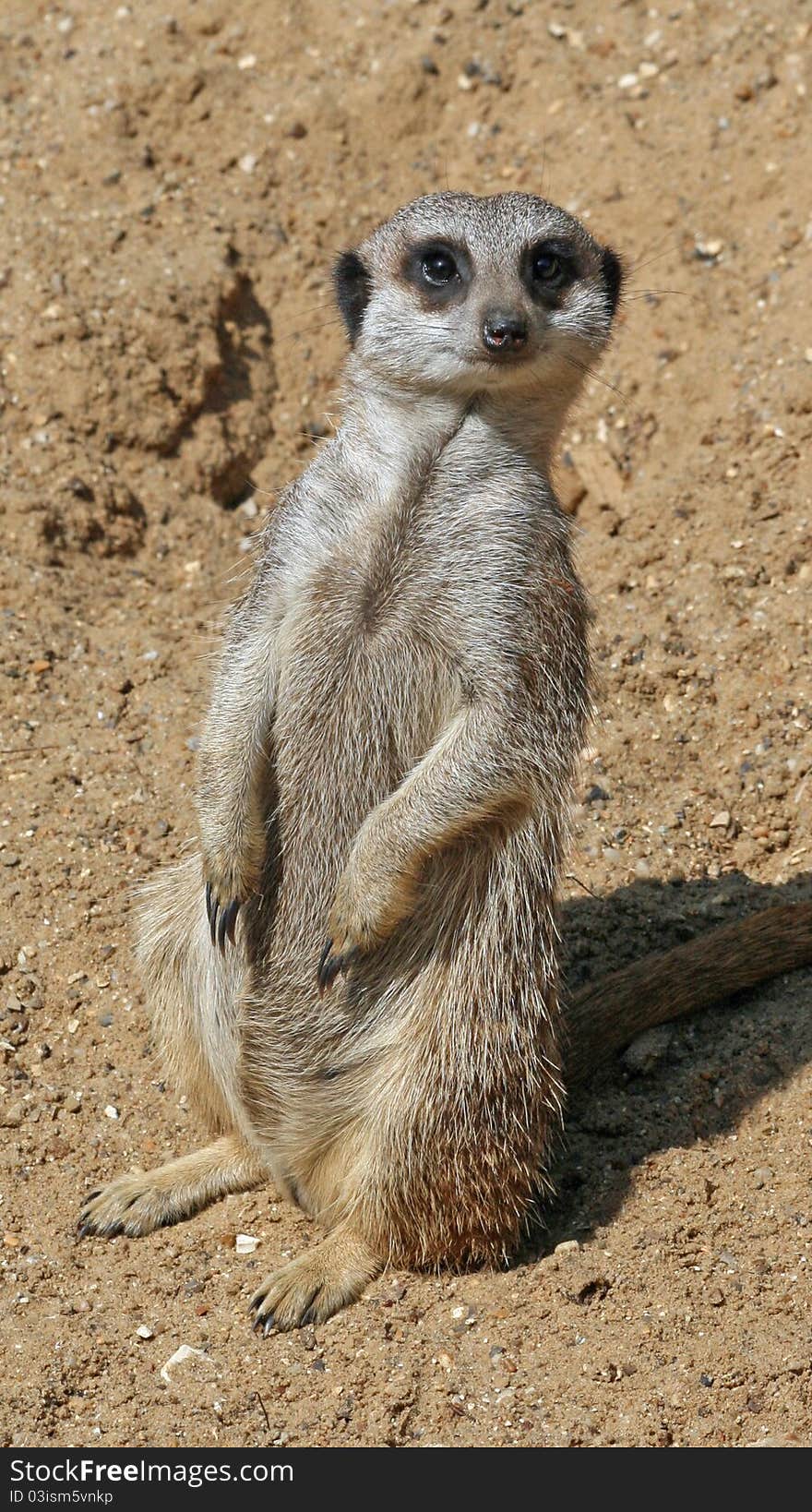 Meerkat 13