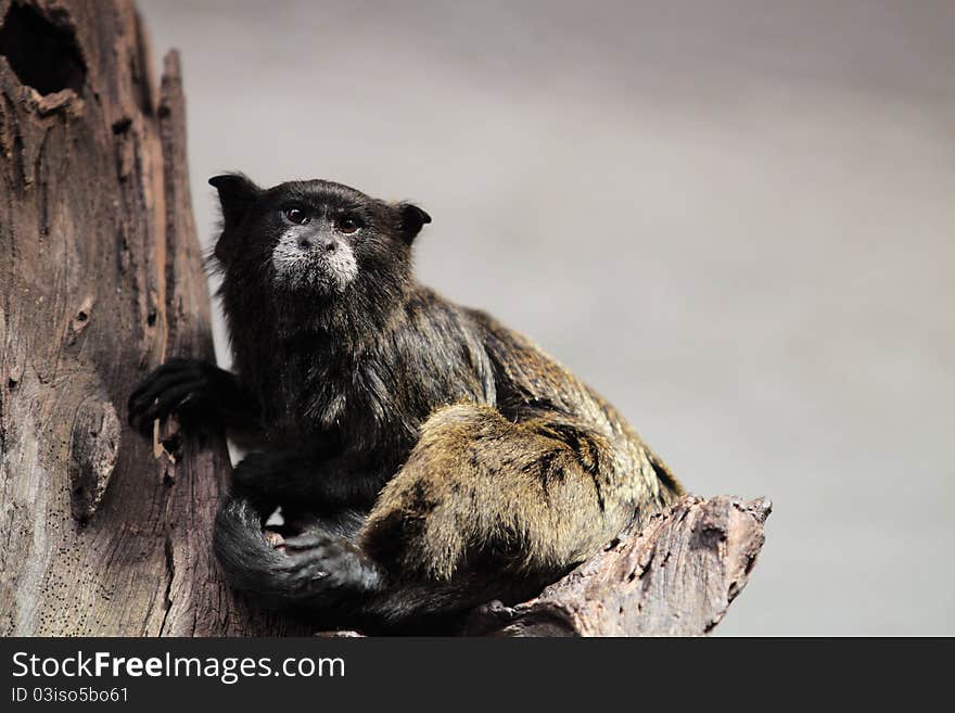 The Wied's marmoset sitting on the branch.