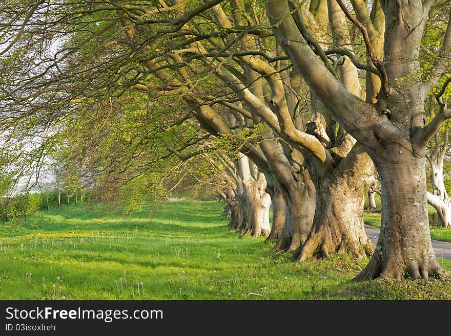 Line of Trees