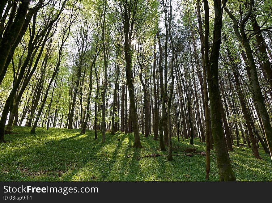 Forest in Spring Time