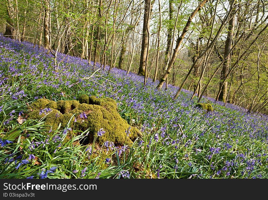 Mossy Tree Stump in the Bluebells