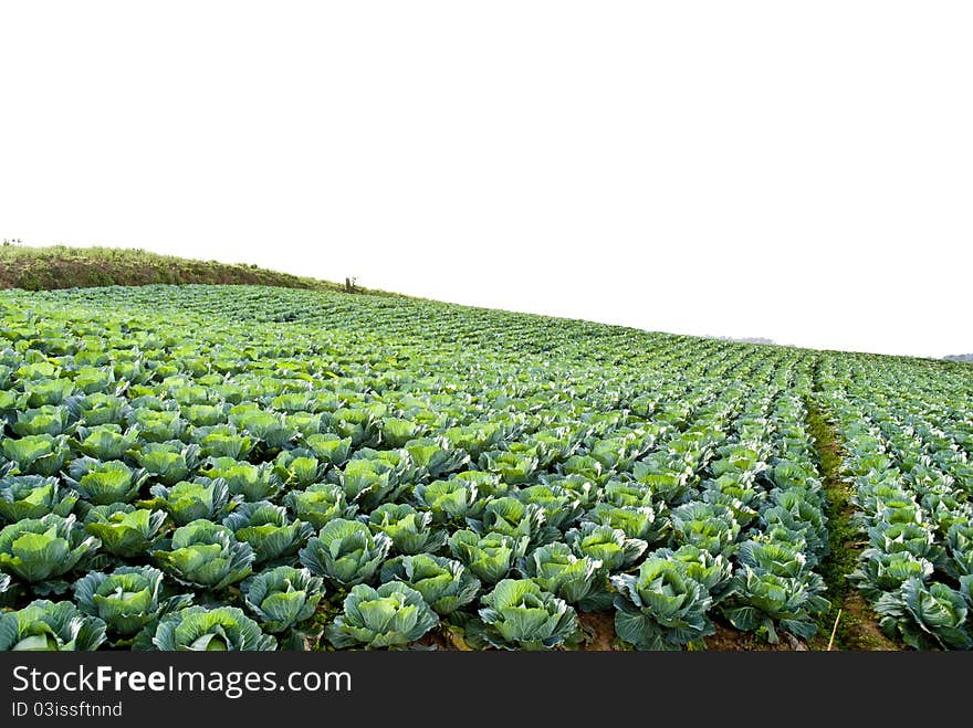 Big Cabbage farm on the mountain ,Thailand Asia