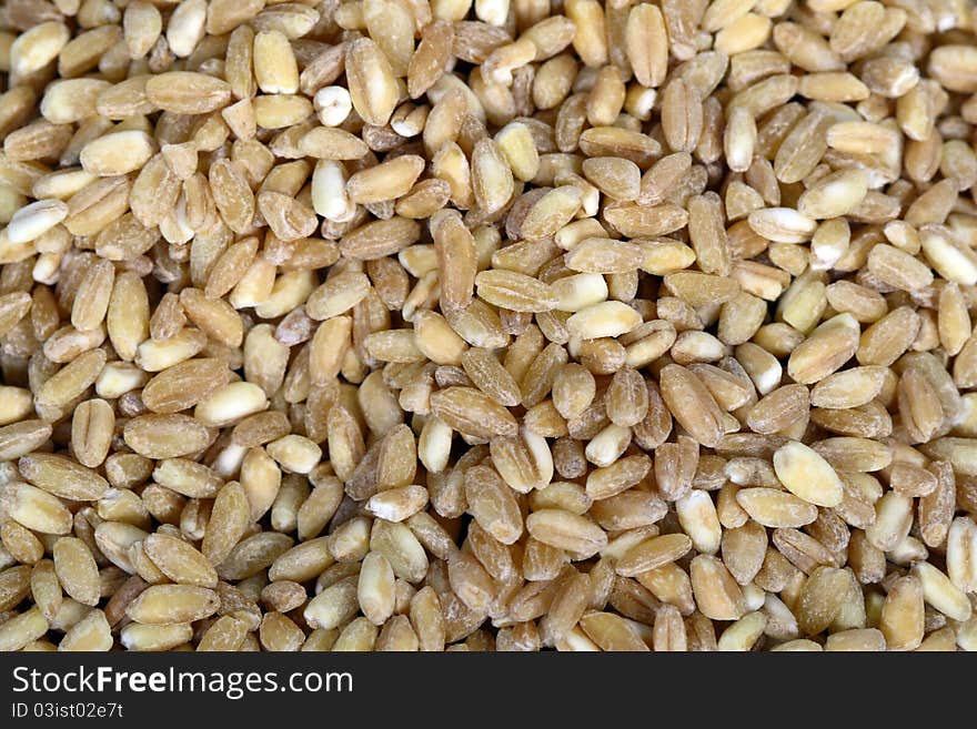 Germinated wheat grains as background. Germinated wheat grains as background