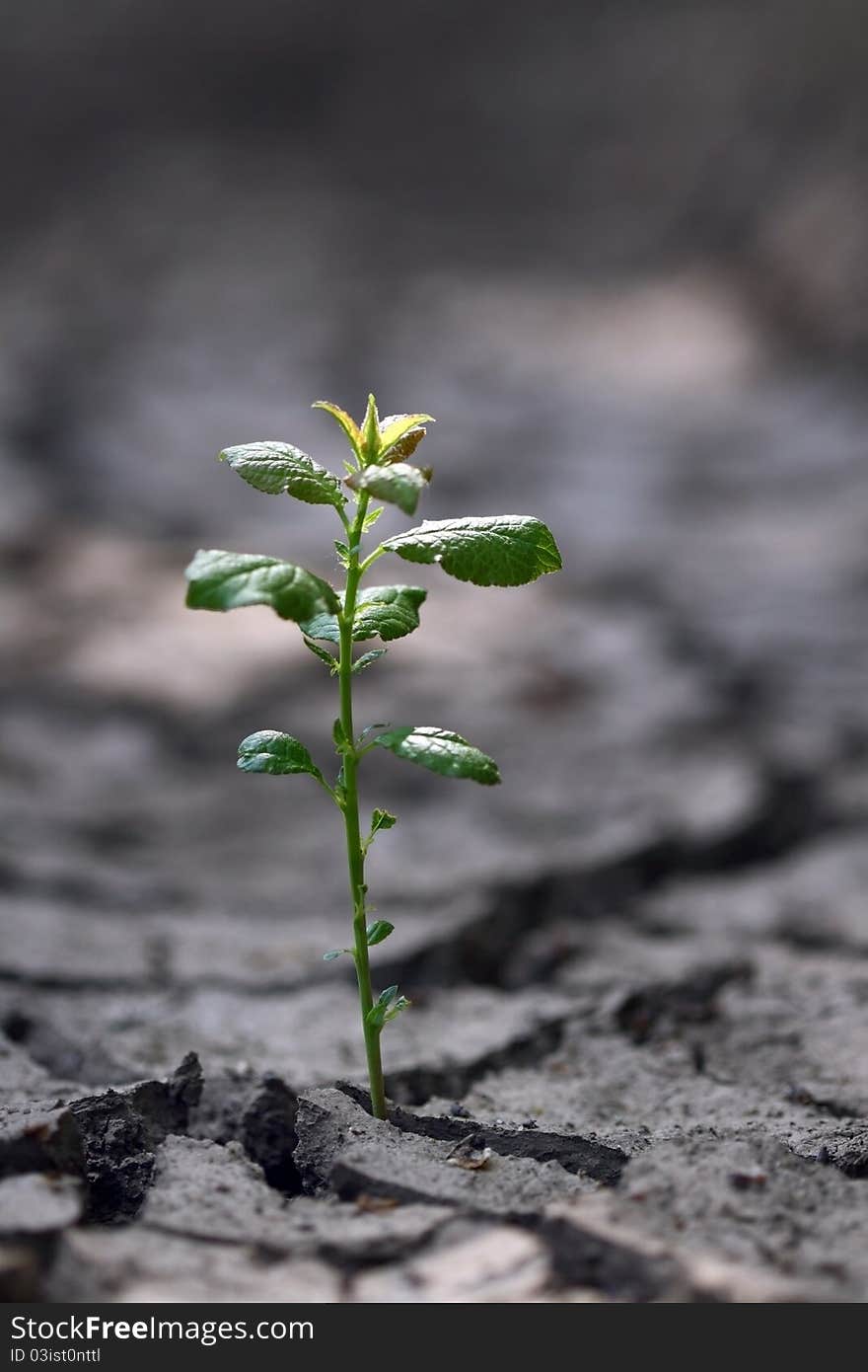 Small green sprout in the dry cracked soil