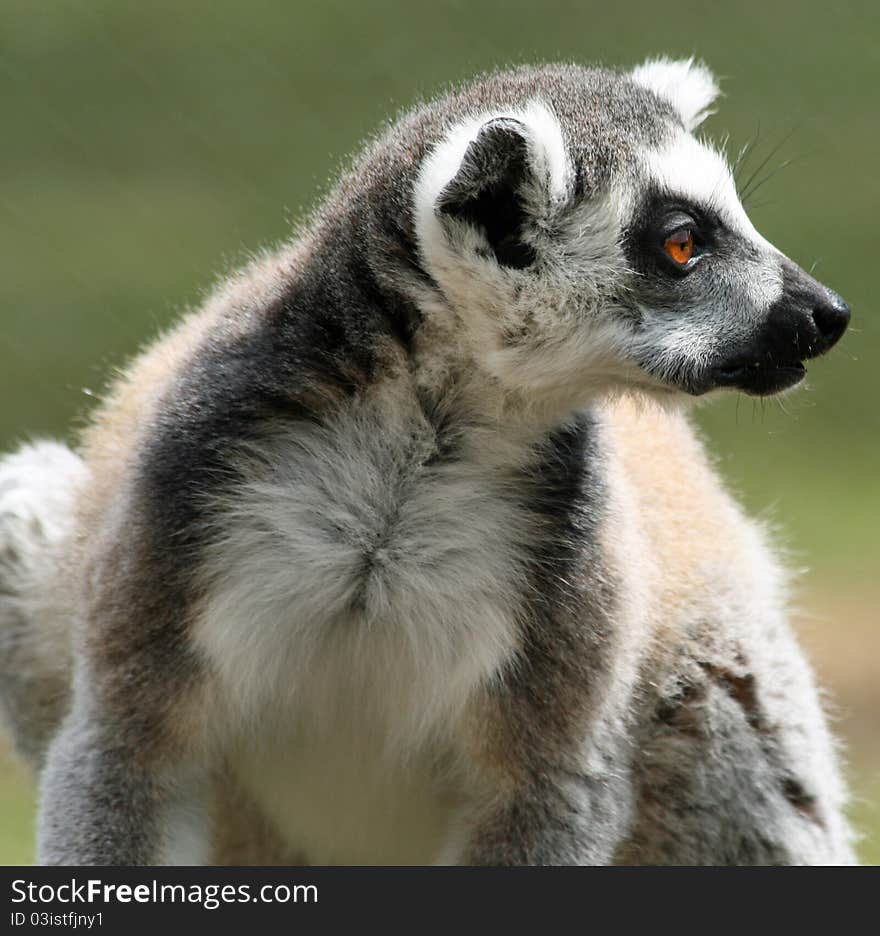 Ring-tailed Lemur