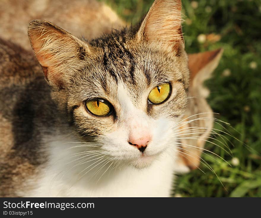 Yellow eye cat