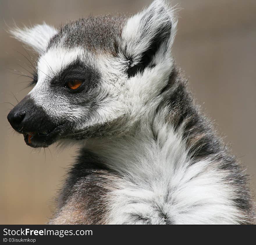 Ring-tailed Lemur 4