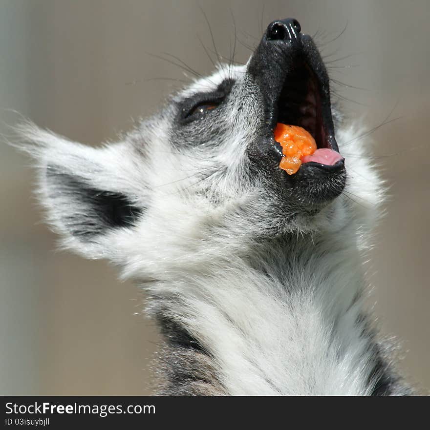 Ring-tailed Lemur 5