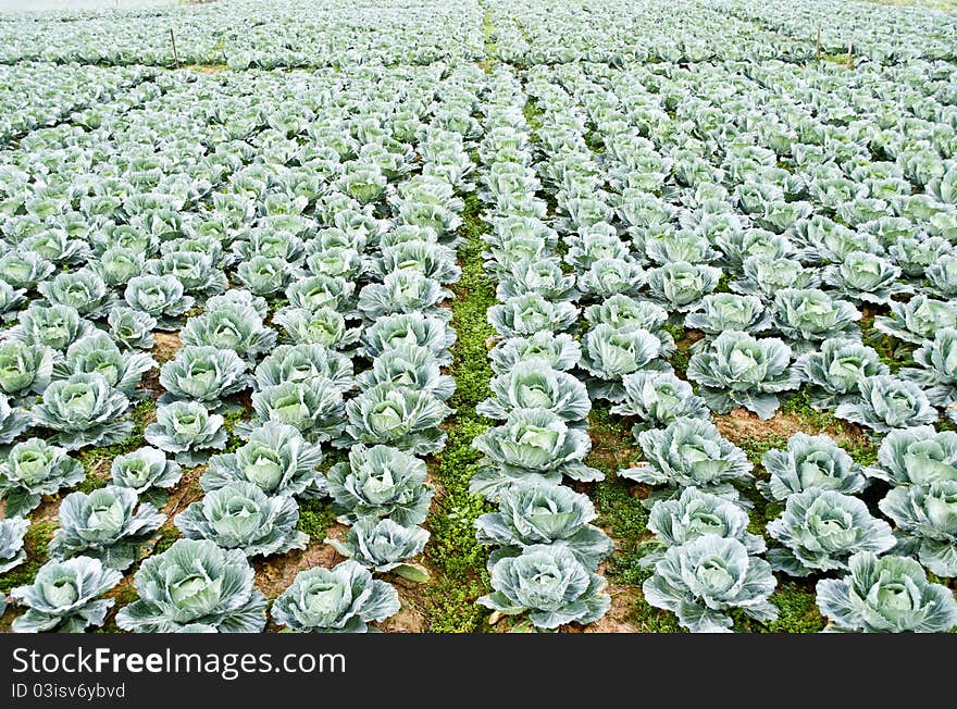 Big Cabbage farm on the mountain at Thailand ,Asia