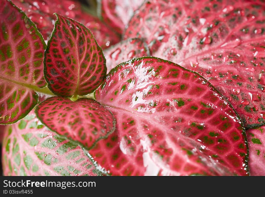 Red wet fresh beautiful leaves close up