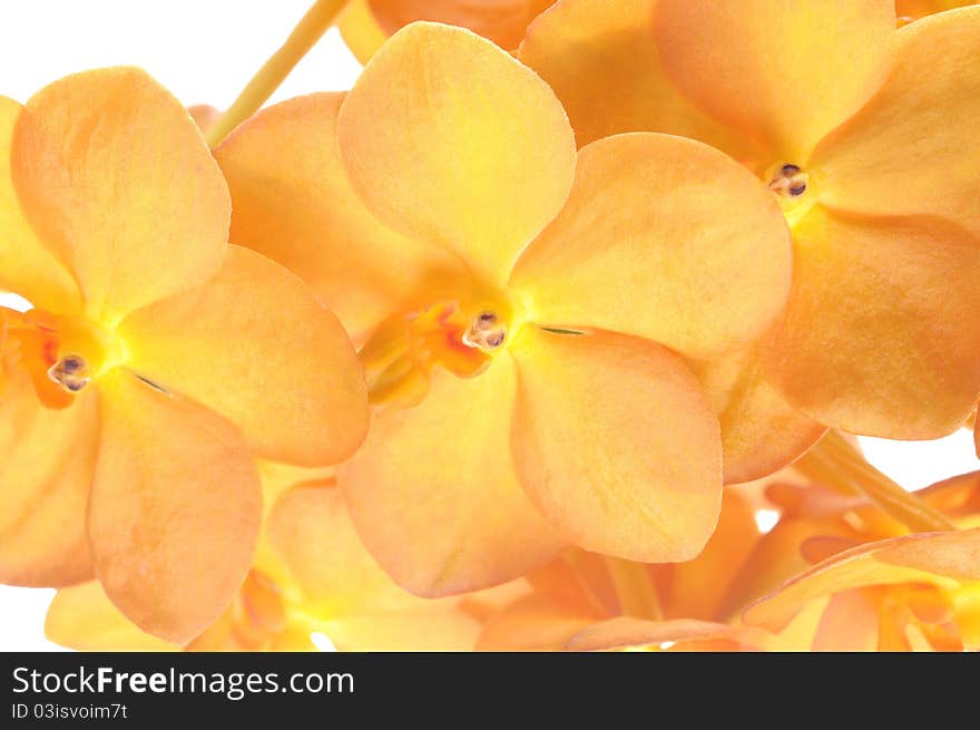 Yellow  ascocenda orchid flower closeup