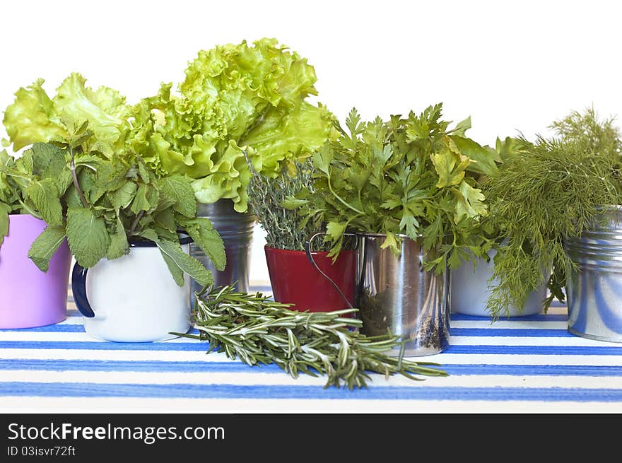 Collection of herbs in pots. Collection of herbs in pots