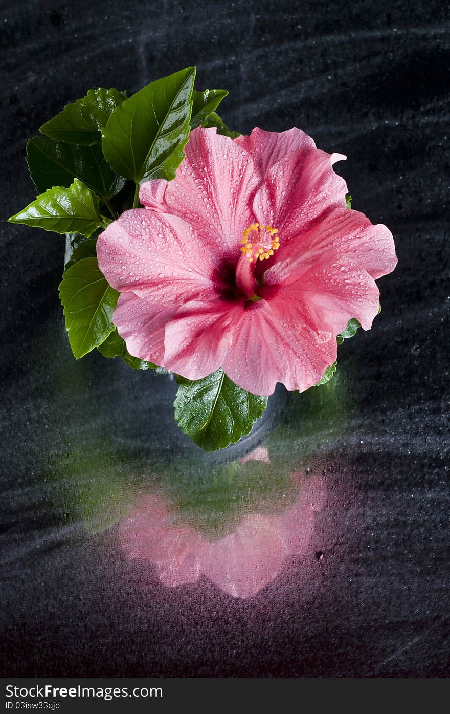 Beautiful pink hibiscus flower over black