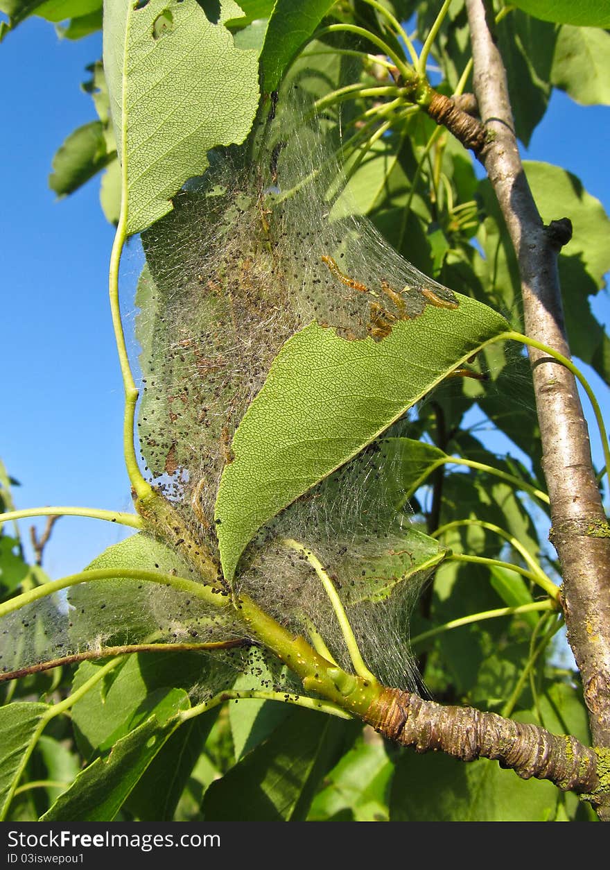 This is one of the many pests of trees. This is one of the many pests of trees.