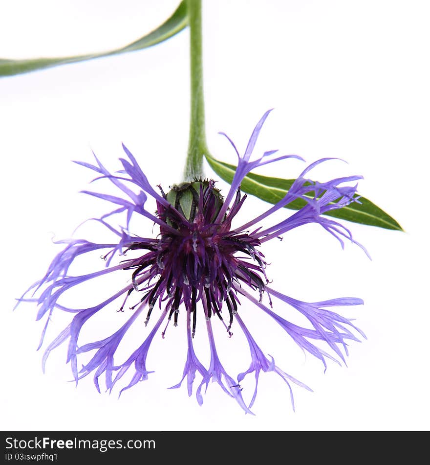 Cornflower on a white background