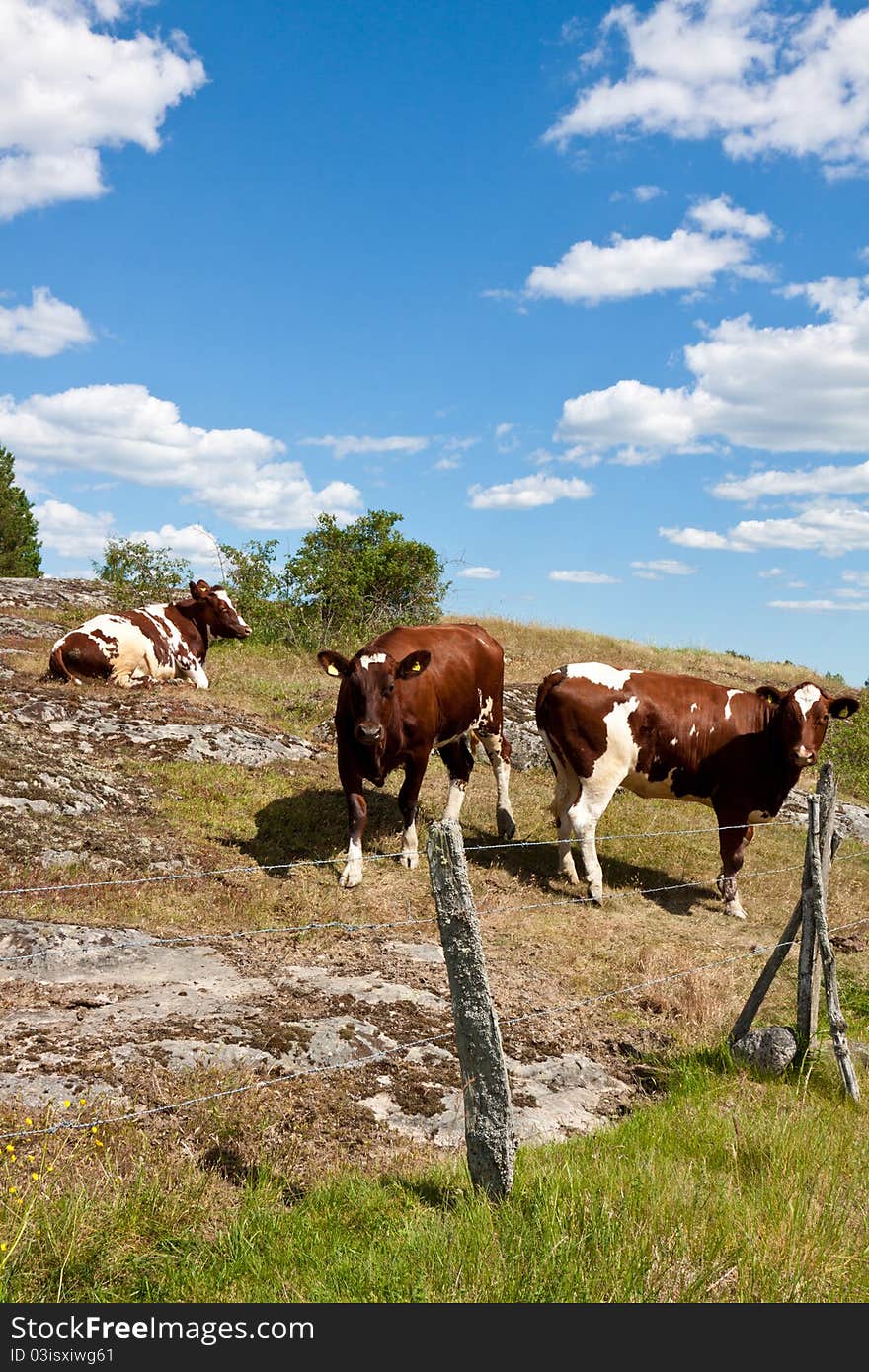 Cows Behind Fence.