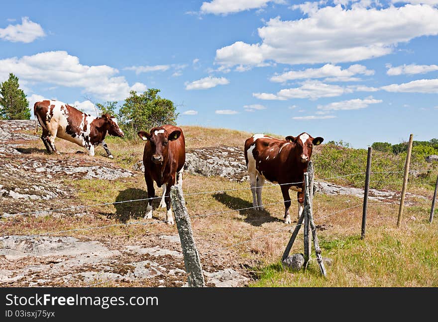 Curious cows behind a fence in Sweden.