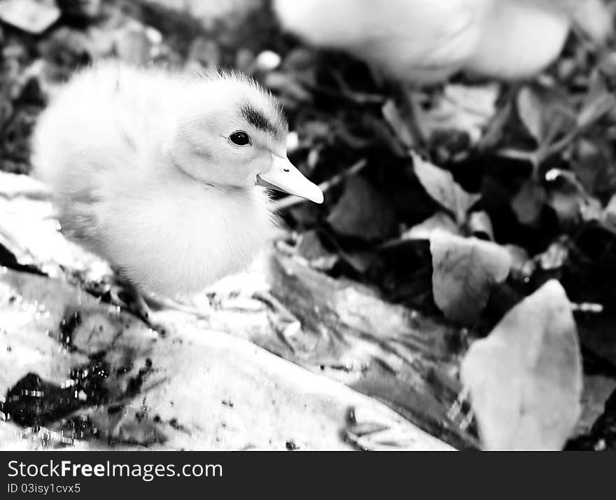 Black & white cute chicken