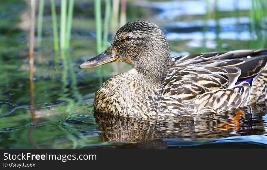 Female mallard duck (Anas platyrhynchos) swimming in a lake