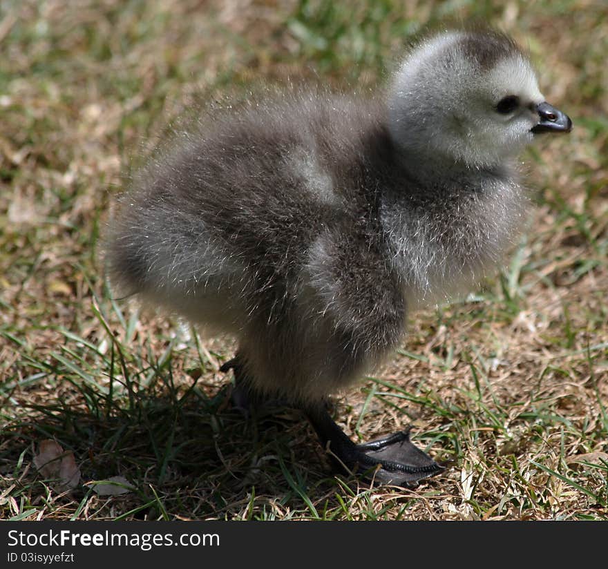 Barnacle Geese goslings 2