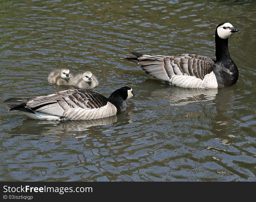 Barnacle Geese and goslings