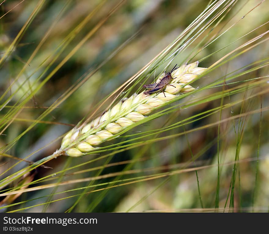 Macro of ear with grasshopper. Macro of ear with grasshopper