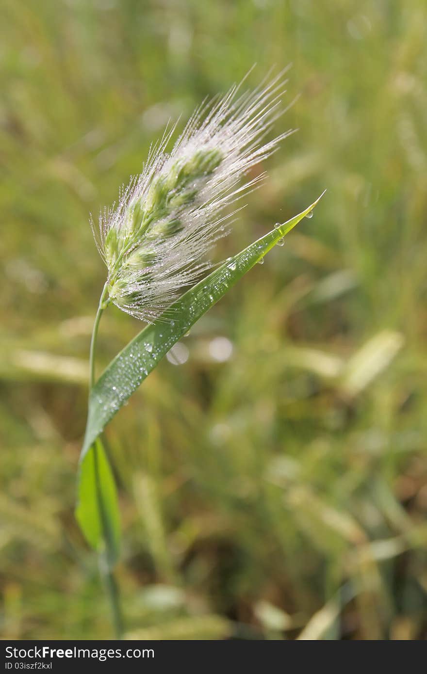 Stem of rye with water-drops