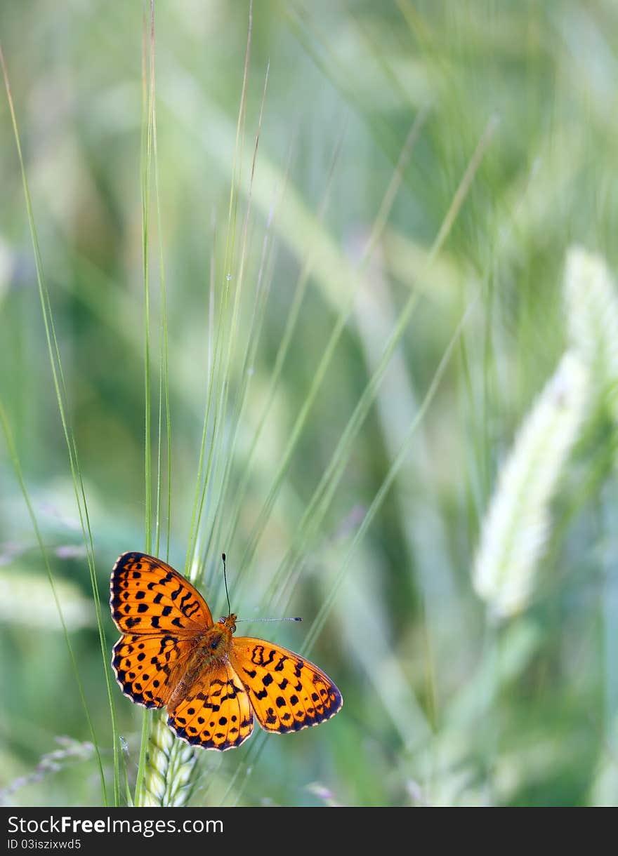 Macro of ear and butterfly on it