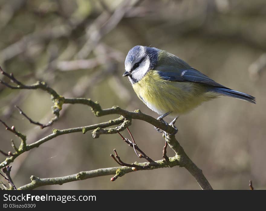 Blue Tit perched on a branch closeup