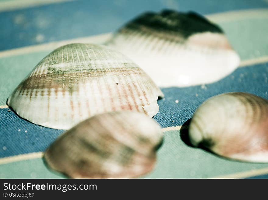 Shells on the beach chair