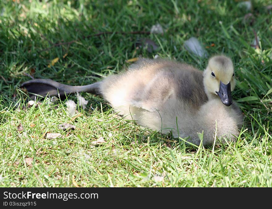 Canada Goose gosling