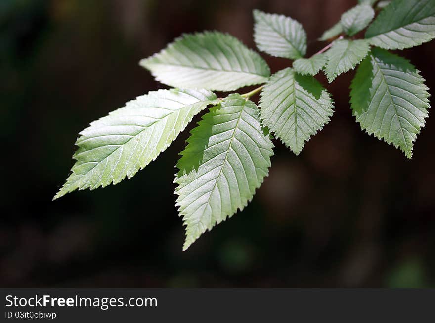 Beech tree leaves