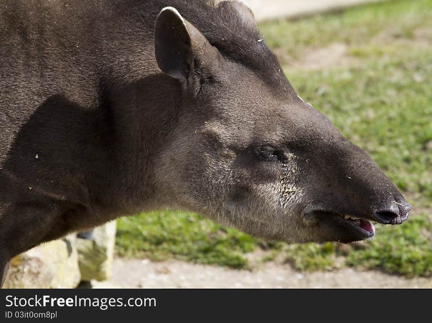 Tapir