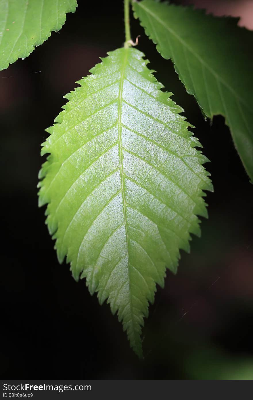 Green leaf on dark bachground