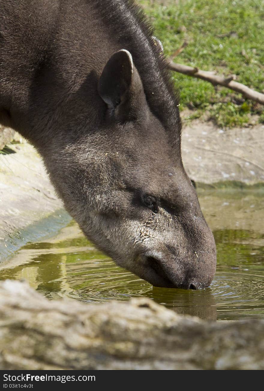 Tapir