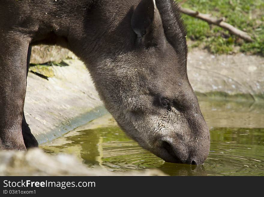 Tapir