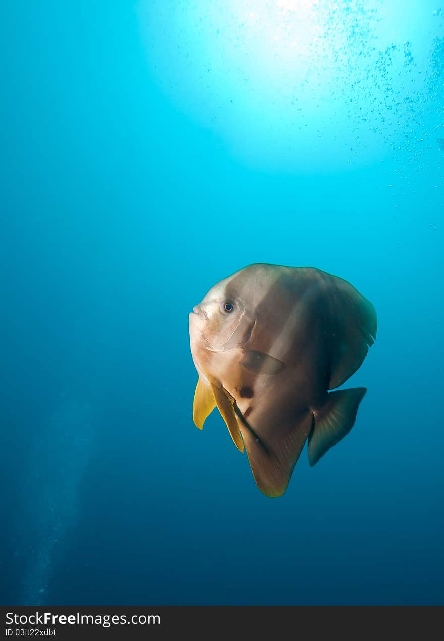 Teira Batfish