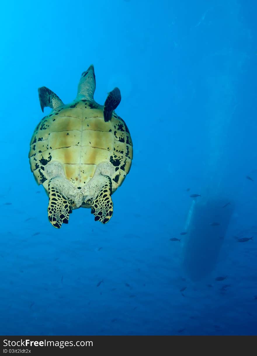 Green turtle, divesite Batu bolong (Current city), E of Komodo, Indonesia