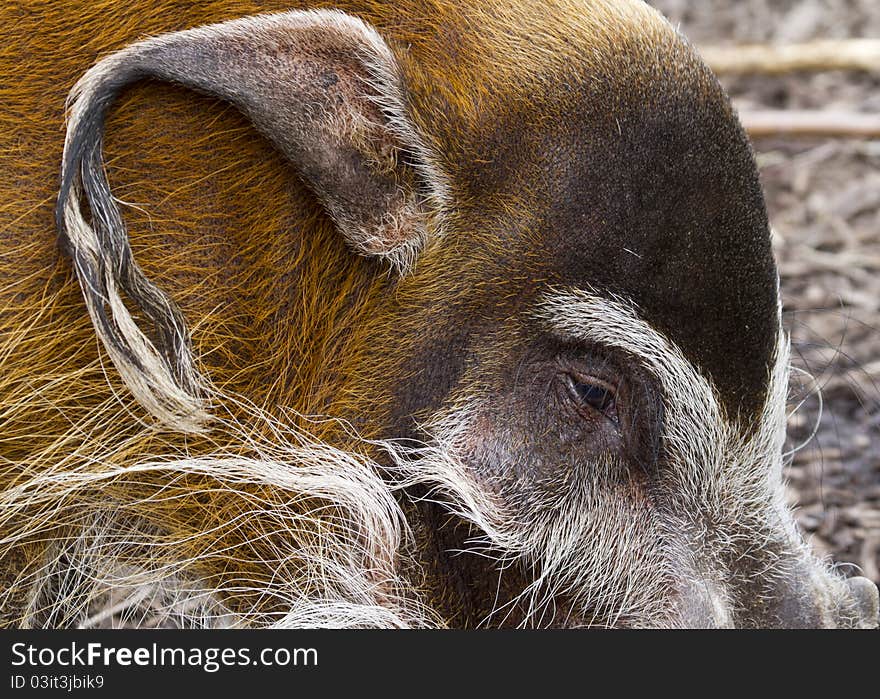 Red River Hog from Africa closeup macro